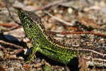 Zandhagedis mannetje (Lacerta agilis) RL KW , Loofles
